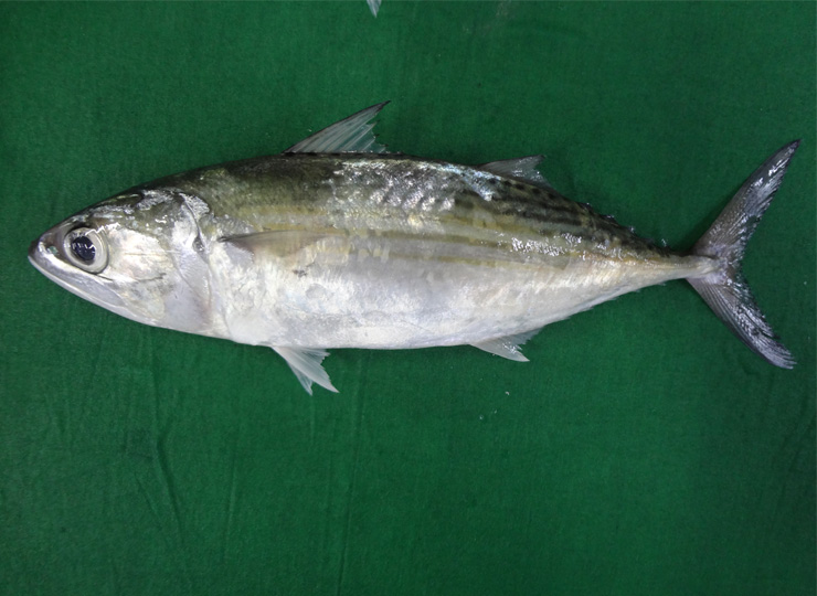 INDIAN MACKEREL